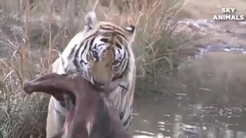 Tiger Ambush Impala - Amazing Animals Fight In The Wild