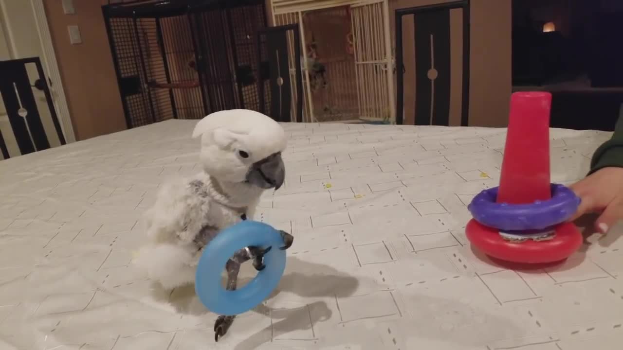 Funny Cockatoo Playing with Baby Toys