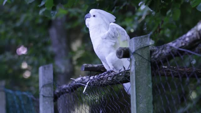 Beautiful Dancing White Parrot