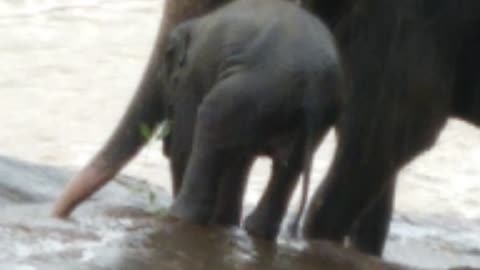 Elephant orphanage in Sri Lanka