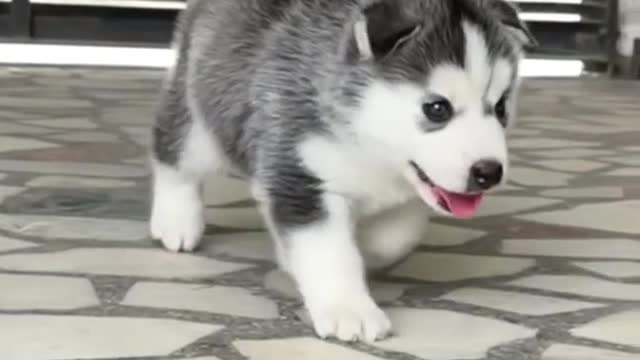 Cute Siberian Husky