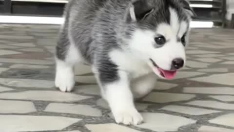 Cute Siberian Husky