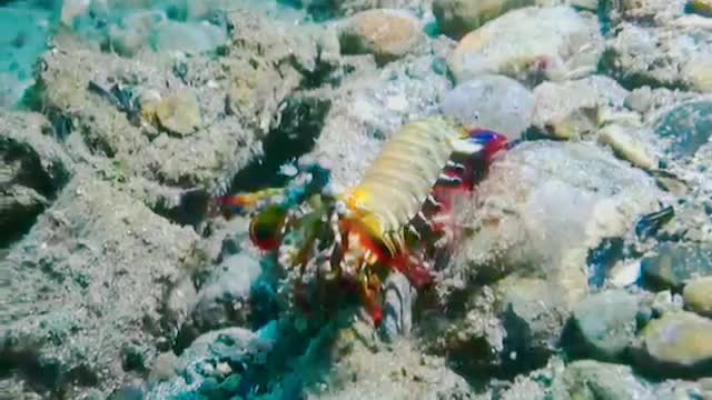 The beauty of the underwater world, bali Indonesia, coral reefs