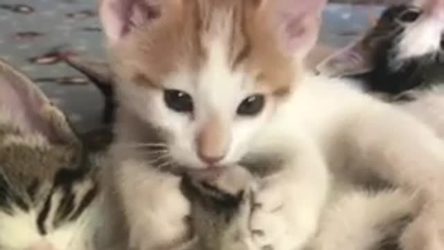 🤣 Funniest Cat 😻 - Awesome Funny Pet Animals Videos 😇love cat animal funny video