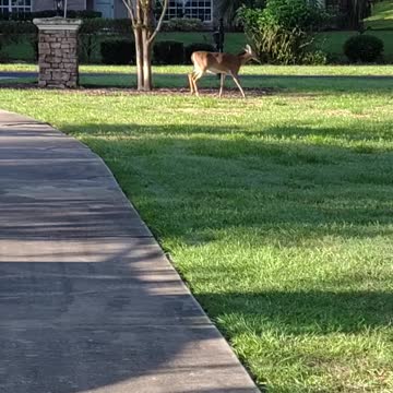 Morning Deer Fun