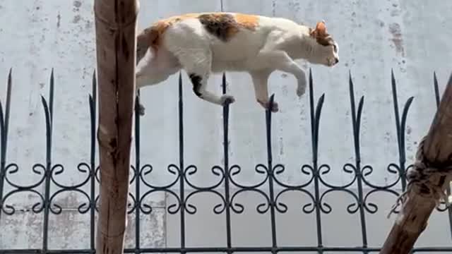 Agile Cat Tiptoes Along Decorative Fence