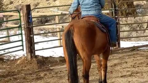 Horse Training_Wyoming Spring