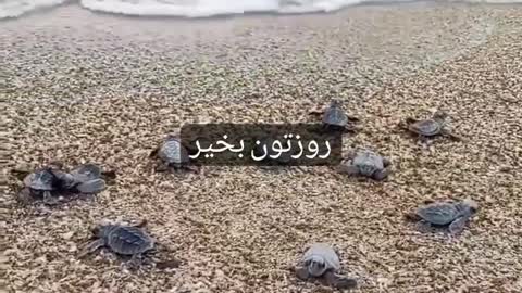 Baby turtles
