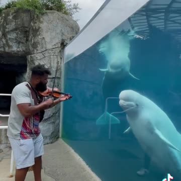 Beluga listening from the man playing violin.mp4