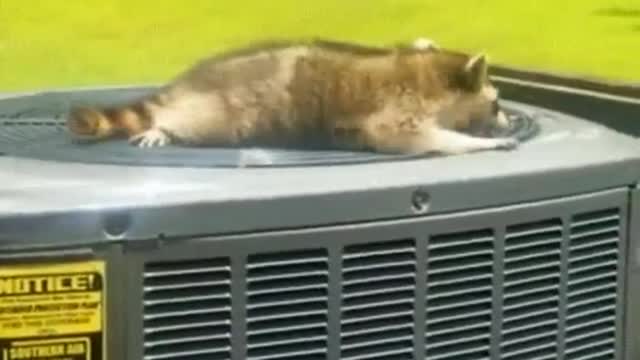 Just a hot lil boi cooling off