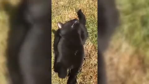 Hilarious Animal Antics