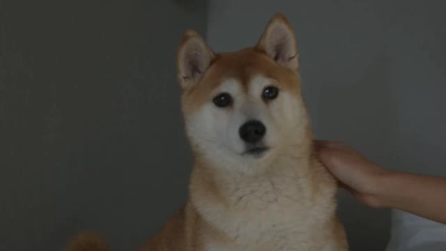 Dog eating in bed