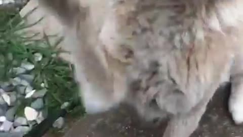 How to make your doggo angry tutorial.Dog pranks🤣🤣