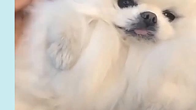 #funnydog #dogs #alldogs AWW SO FUNNY😂😂 Super Dogs Reaction Videos #8