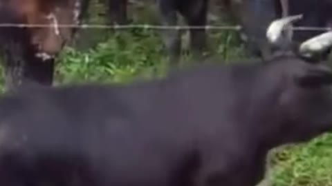 Midget Buffalo