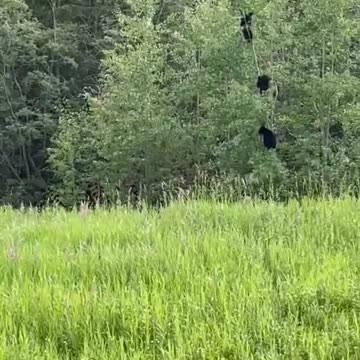 Bears doing team work! #bearlife #bears #bearlife #funnyanimals