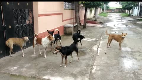 Dogs fighting with each other