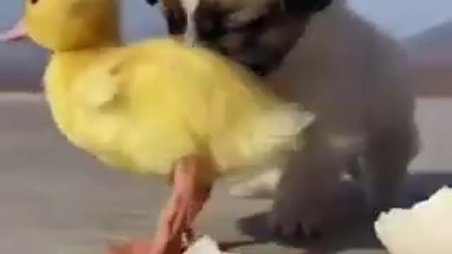 Funniest Animals 🐧 - Best Of The 2022 Funny Animal Videos 😁 - Cutest Animals Ever