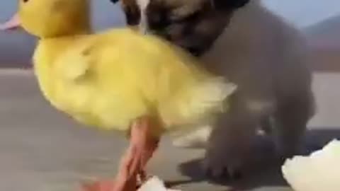 Funniest Animals 🐧 - Best Of The 2022 Funny Animal Videos 😁 - Cutest Animals Ever