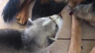 German Shepherd Shocked at Husky Puppy Size