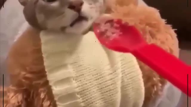 Funny Yellow cat