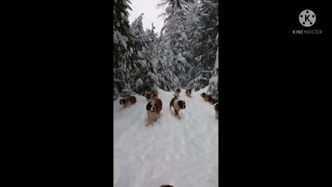 Winter dogs