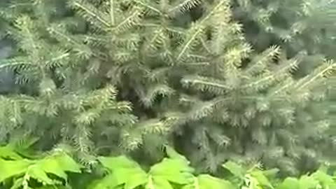 herringbone ёлочка