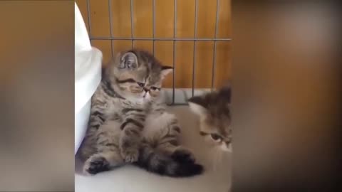 Tiktok Cute Cats Adorable video