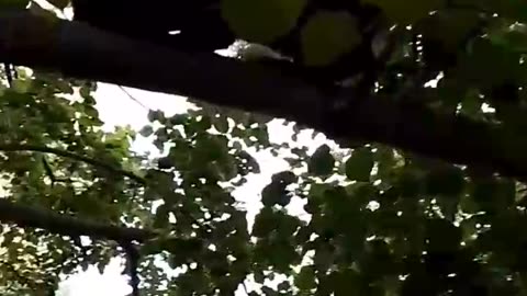 Adventurous Black Cat Climbing Trees