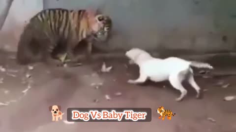 Cute Puppy VS Baby Tiger