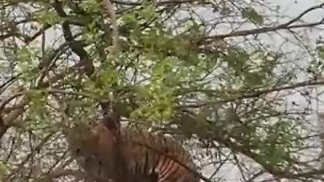 Monkey tricked the tiger