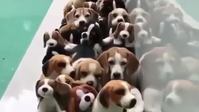 cute cute puppies doing funny things - 2