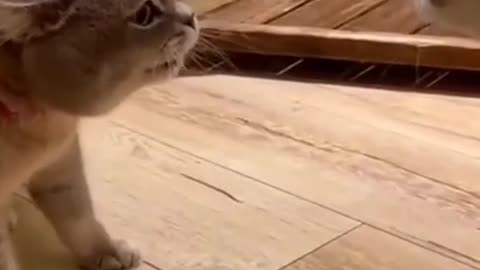 Cat fihgting cute cat atitude statas 🐈