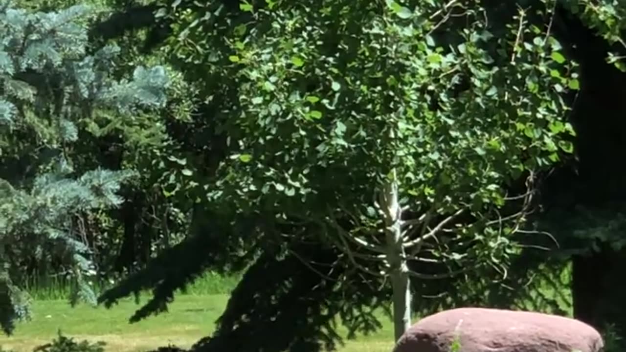 Playful Bear Cubs Swim in Backyard Pond