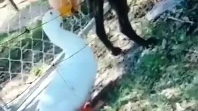 so funny animals