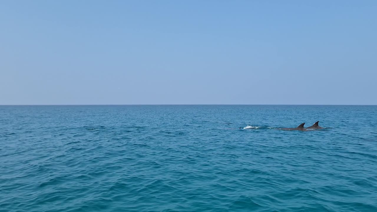 Shoab Beach Dolphins