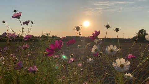 Swaying flowers