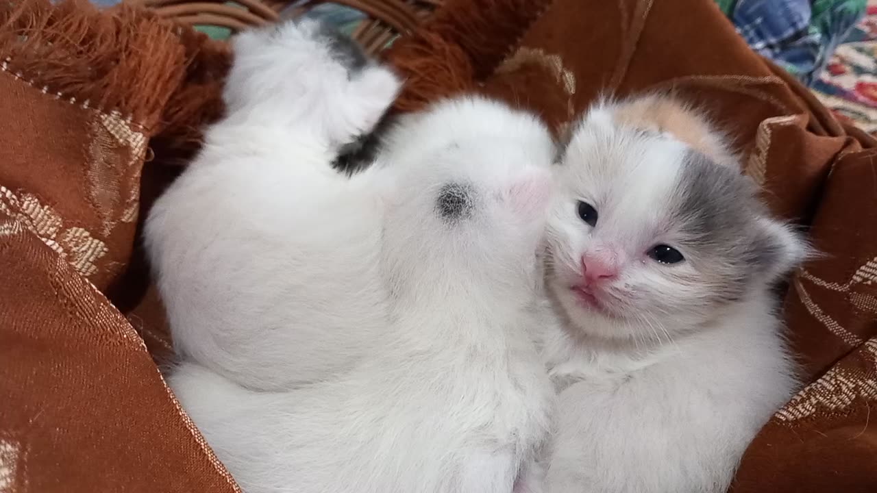 Little kittens with white paws