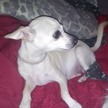 things you can say to your dog