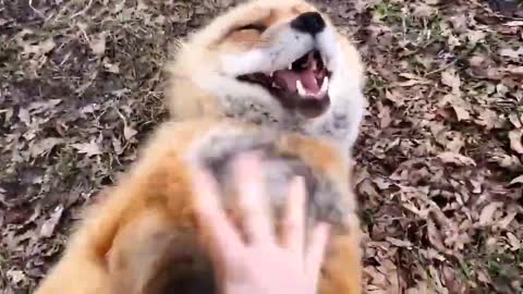 Fox'es laughing