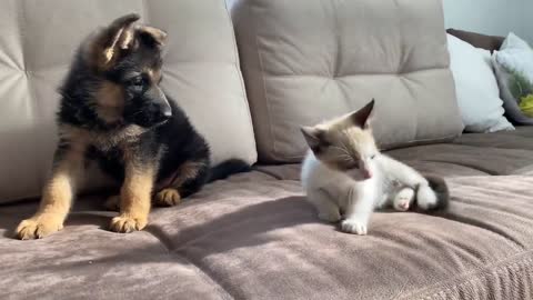 Funny dog and Cat