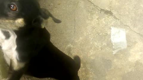 O amor dos meus cachorros