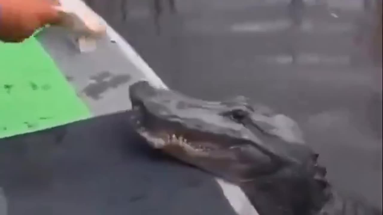 Guy Is Friendly With Gator