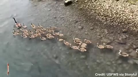 Goose Seen Leading Seemingly Endless Stream of Baby Geese