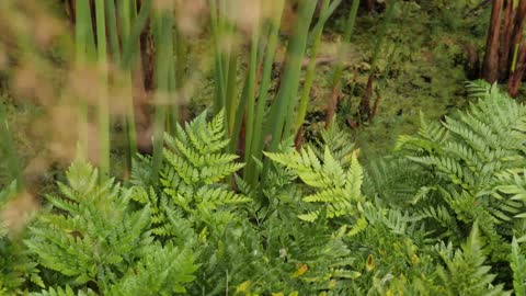 Botanical garden plants