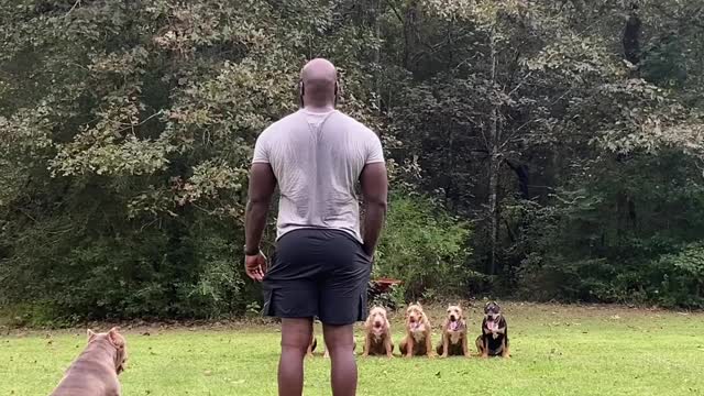 Self Taught Dog Trainer