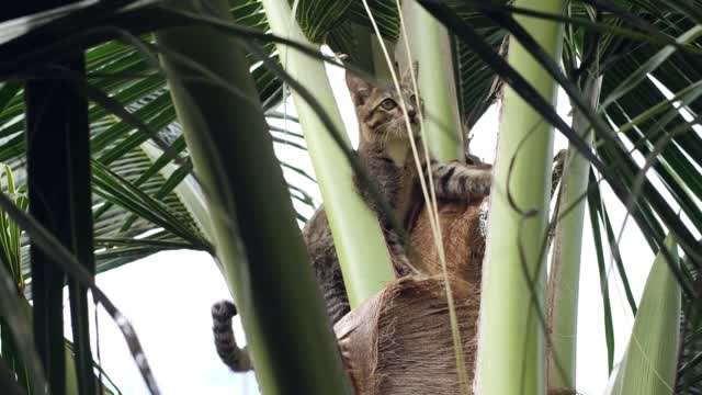 A beautiful domestic cat hunting for lizard on top of a coconut tree