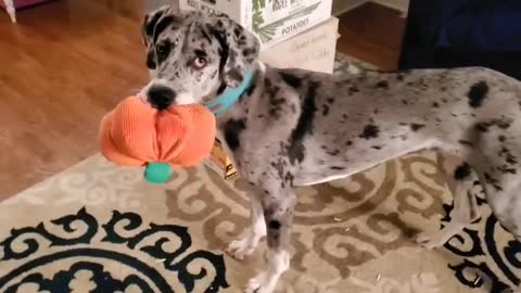 Blue Great Dane Dog Funny Videos 141 - The Great Dane Puppies Video - Great Dane Compilation