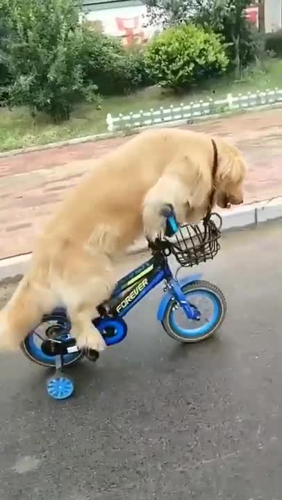 Cute and funny dog ​​videos _ Dog playing with bike _