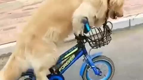 Cute and funny dog ​​videos _ Dog playing with bike _